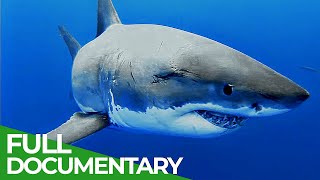 Adventure Ocean Quest The White Sharks of Guadalupe  Episode 4  Free Documentary Nature [upl. by Pansy585]