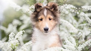 First day with our new sheltie puppy [upl. by Kindig]