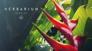 Heliconia bihai Arawak  Lobster Claw [upl. by Dudden]