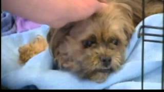 Abused dog has long recovery ahead [upl. by Sucramel]