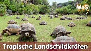 Die 4 größten Tropischen Landschildkröten  darfs ein bisschen mehr sein [upl. by Sankaran]