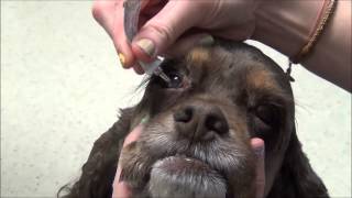 Giving eye drops or ointment to your dog [upl. by Thury913]