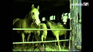 Arabian Horse Video Magazine Breeding  Hodowla [upl. by Airad]