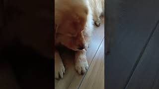 mrluby trying his best shortvideo goldenretriever doglover cute dogowner petowner [upl. by Anilosi833]