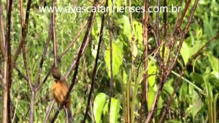 Curió Sporophila angolensis Chestnutbellied SeedFinch  MVI 8496 [upl. by Brennen561]