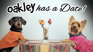 Ep9 OAKLEY HAS A DATE  Cute amp Funny Dachshund Dogs Dating [upl. by Onivla895]