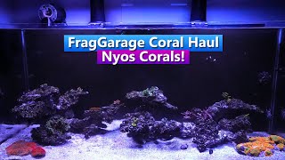 Nyos Reef Tank update  Frag Garage Coral Haul [upl. by Nord]