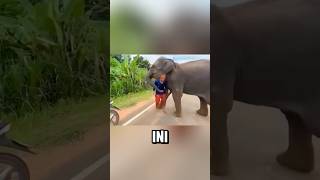 ga dibolehin pulang sama gajah😂 [upl. by Elie425]