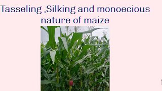 Silking tasseling and monoecious nature of maize maize botany What is Silking tasseling [upl. by Nilknarf]