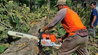 Chainsaw STIHL MS 881 First Cut  Cut the Teak Tree [upl. by Einniw]