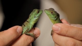 4 Cool Facts about Basilisks  Pet Reptiles [upl. by Mann]