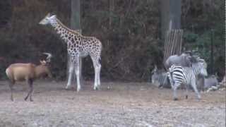 Burgers zoo Afrikaanse savanne met hartebeest [upl. by Vogel25]