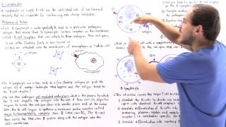 Mechanism of BLymphocytes [upl. by Averi]