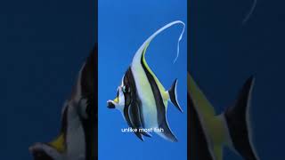 Moorish Idol The Ocean’s Most Mysterious Beauty shorts viralvideo wildlife beautiful subscribe [upl. by Ardin997]