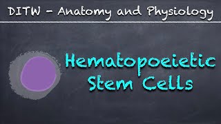 DITW  Hematopoietic Stem Cells [upl. by Mure]