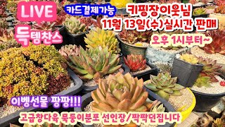 LIVE키핑장이웃님 010 8651 7878고급창다육 묵둥이분포함 파격가 세일 [upl. by Cornish]