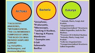 Difference between Archaea Bacteria and Eukarya [upl. by Ataner]