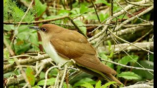 Cuckoos  Pat ONeil Video Bird IDs [upl. by Reizarf]