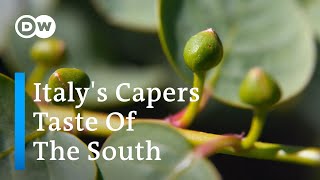 Why Its So Difficult To Harvest Capers [upl. by Israeli]