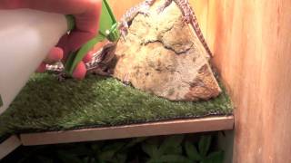 How To Hydrate Your Bearded Dragons [upl. by Cartwell]