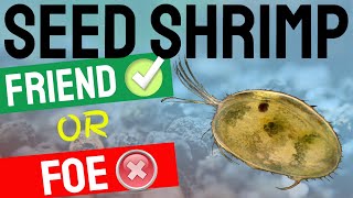 Seed Shrimp  Ostracods Friend or Foe in Freshwater Fish and Shrimp Aquariums [upl. by Airotkciv478]