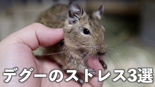 デグーdegu！代表的なストレス3選！傾向と対策 [upl. by Ydahs]