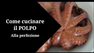 Come cuocere il polpo alla perfezione [upl. by Decca]