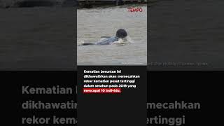 Misteri Kematian Pesut Mahakam shorts [upl. by Moyna]