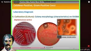 Diagnostic Microbiology Staphylococci [upl. by Grizelda]