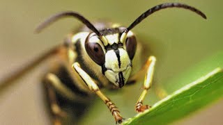 Almost stung by BALD FACED HORNET WASPS [upl. by Faust]