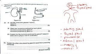 Endocrine System  exam question  simple recap [upl. by Iahc]