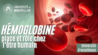 L’hémoglobine place et rôle chez l’être humain [upl. by Kotta]