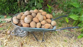 Cosecha de Zapotes en la huerta en el campo [upl. by Saraann981]