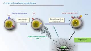 CYTOLOGIE APOPTOSE mort cellulaire programmée [upl. by Eniamrej]