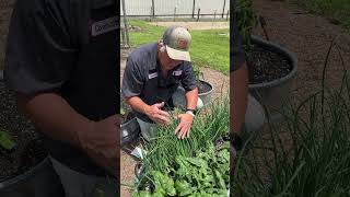 BUNCHING ONIONS The EASY Way To Grow Onions growyourownfood growhoss [upl. by Clarey]