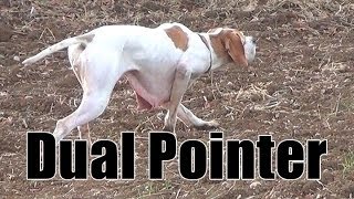 Keklik Avı Pointer Ferma Caccia Chasse Caza Hunting Videos [upl. by Ennaharas]