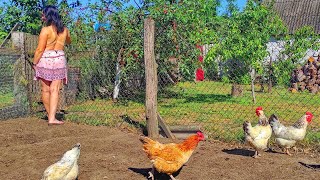 The farmers wife walks the chickens The rooster has many chickens to entertain [upl. by Cnut]