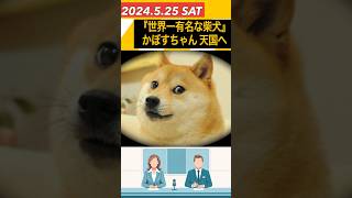 『世界一有名な柴犬』かぼすちゃん 亡くなる 愛らしい表情が海外でミーム化 暗号資産「ドージコイン」アイコンとしても話題に [upl. by Leirol]