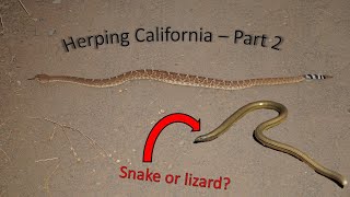 The Most Unusual Reptile Ive Ever Seen  Herping Southern California Part 2 [upl. by Dylane111]