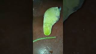 Coco is eating beans alexander alex parrotfunnycomedy trendingviralshorts shortsfeed yt [upl. by Atteve]