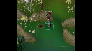 OSRS Birdhouse Guide  Easiest Hunter XP In the Game  Ironman Friendly Guide [upl. by Snapp]