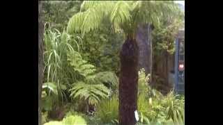 Dicksonia Antarctica and Cyathea Cooperi fernery [upl. by Bartolemo]