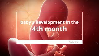 Babys Development in Month 4 of Pregnancy  Fetal Growth amp Development  4 Months Pregnant [upl. by Eniarda]