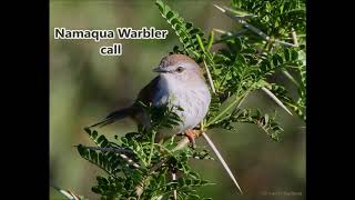 Namaqua Warbler call [upl. by Ameehs]