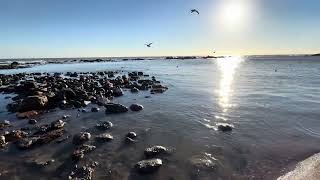 Steephill Down to Steephill Cove and Ventnor Bay Isle of Wight 11 January 2024 [upl. by Elfrida]