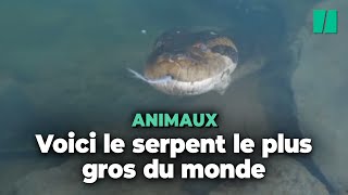 En Amazonie il y a une nouvelle espèce d’anacondas mais ils ne sont pas moins effrayants [upl. by Arivle]