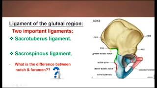 gluteal region 1 [upl. by Aniarrol]