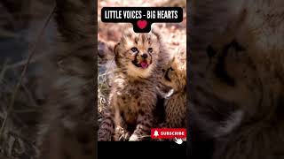 Tiny Cheetah Cubs Call Out 💛 Listen to Their Adorable Cries  shorts animals [upl. by Kleper]