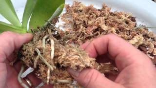 ORCHID CARE Repotting a Phalaenopsis Orchid With Keiki  How to repot an Orchid Ravenvision orchid [upl. by Syverson8]