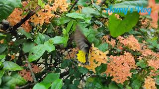 Common Birdwing Troides Helena [upl. by Adanar]